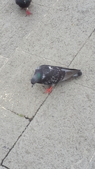 Columba livia domestica