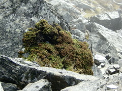 Veronica buchananii