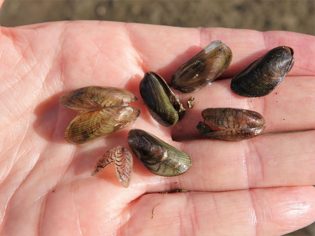 Asian Date Mussel from Cornwallis, Auckland, New Zealand on May 29