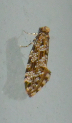Triaxomera parasitella