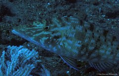 Lethrinus microdon