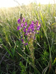 Oxytropis ambigua