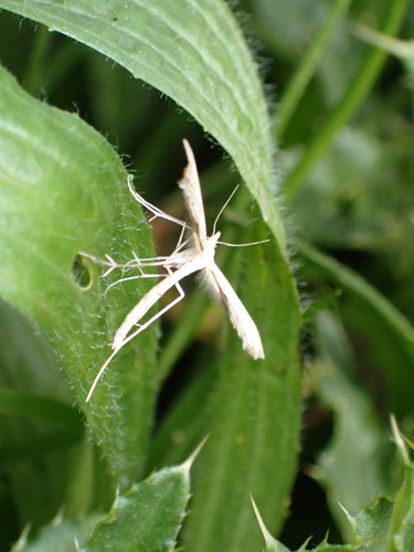 White plume moth