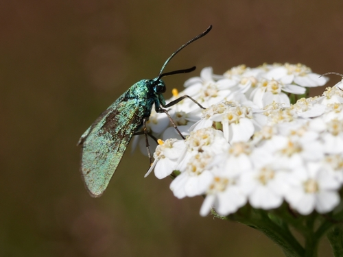 Green Forester Moth, 6099 Beegden, Niederlande, photo 5 of 10