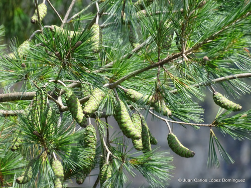Chiapas white pine