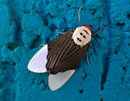 Ischnognatha leucapera