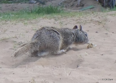 Otospermophilus beecheyi