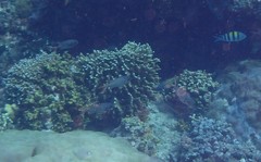 Myripristis violacea