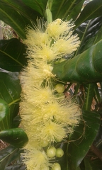 Barringtonia calyptrata