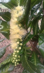 Barringtonia calyptrata