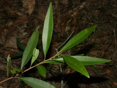 Samadera bidwillii