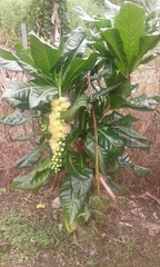 Barringtonia calyptrata