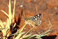 Carcharodina