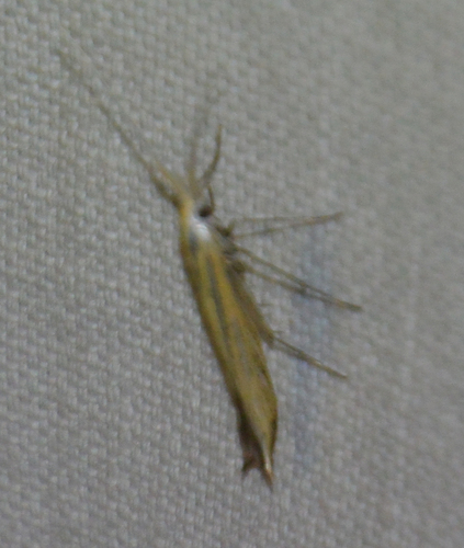 Coleophoridae