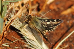Carcharodina