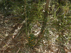 Macrozamia pauli-guilielmi