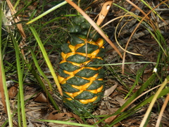 Macrozamia pauli-guilielmi