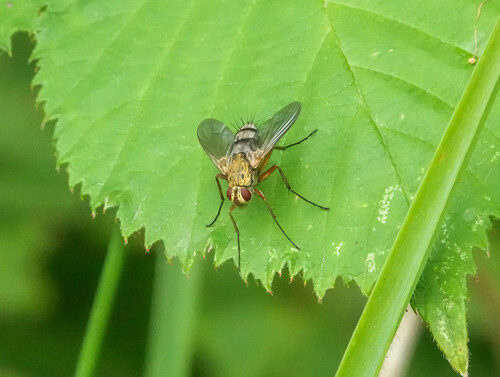 Dexiosoma caninum, Krimpen aan de Lek, Nederland, photo 8 of 10