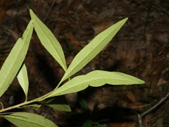 Samadera bidwillii
