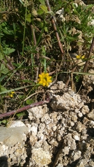 Angiospermae