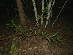 Samadera bidwillii