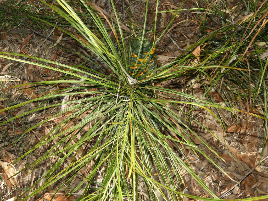 Macrozamia pauli-guilielmi