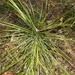 Pineapple Zamia - Photo (c) Scott W. Gavins, some rights reserved (CC BY-NC), uploaded by Scott W. Gavins
