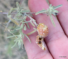 Asphondylia atriplicis