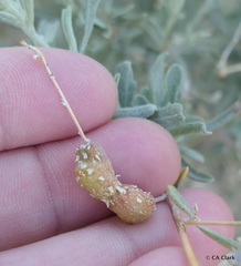 Asphondylia atriplicis