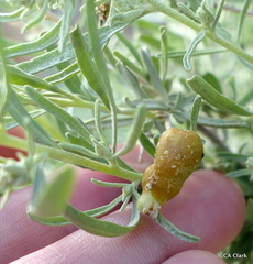Asphondylia atriplicis