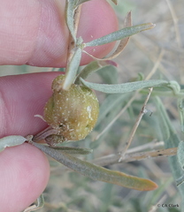 Asphondylia atriplicis