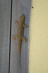 Geckolepis typica