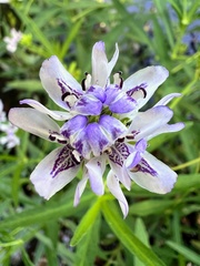 Dianthera americana
