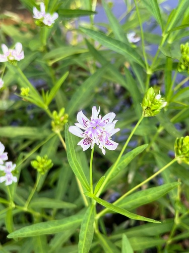 Dianthera americana, photograph 1