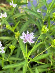 Dianthera americana, photograph Ray Fisher, CC BY, iNaturalist via GBIF