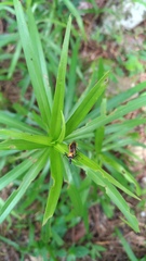 Biasticus flavinotus