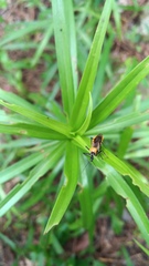 Biasticus flavinotus