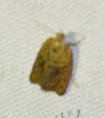 Ptycholoma lecheana