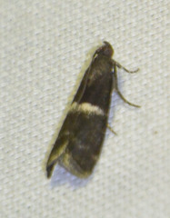 Elegia similella