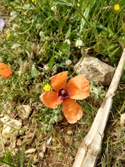 Papaver apulum