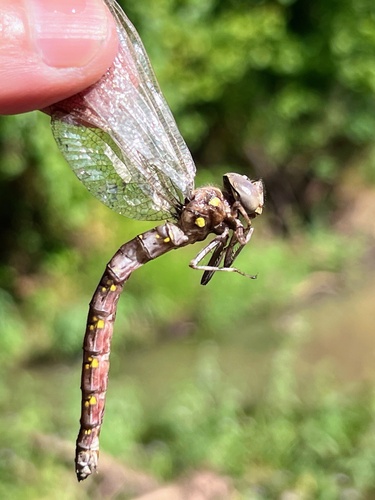Fawn Darner photo 6
