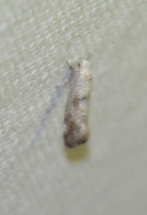 Swammerdamia pyrella