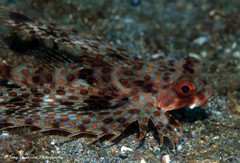 Dactyloptena macracantha