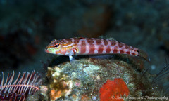 Redspotted Sandperch photo 2