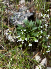 Mountain valerian (Valeriana saxatilis)