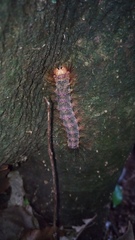 Lymantria xylina
