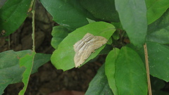 Calletaera postvittata