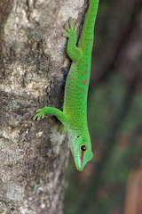 Phelsuma grandis