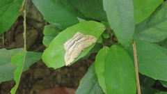 Calletaera postvittata