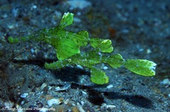 Solenostomus halimeda